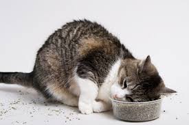 Rub a scratching post with catnip to make it more appealing. How Does Catnip Work Its Magic On Cats Scientific American