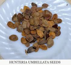 Image result for Hunteria umbellata
