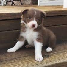 Ginger Z Border Collie Puppy Puppyspot Puppies Border Collie Puppies Puppy And Kitten