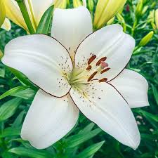 We did not find results for: Eyeliner Lily Breck S