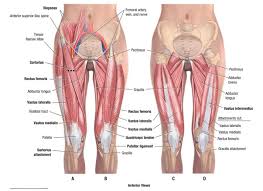 This bone is very thick and strong (due to the high proportion of bone tissue), and forms a ball and socket joint at the hip. Leg Anatomy Muscles Anatomy Drawing Diagram