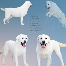 As your puppy grows into a dog, they will go through a number of growth stages. White Lab Puppies 1 Amazing White Labs English White Lab Puppies
