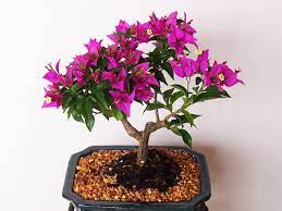 Cara membuat bonsai bunga kertas bougainvillea. Ciri Ciri Bonsai Bunga Kertas Atau Bougenville