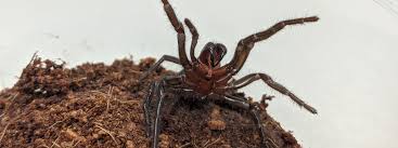 Mr collett said earlier reports that big boy's size was 7.5cm were based on an incorrect measurement. Funnel Web Spider Shows Vulnerable Side While Moulting Institute For Molecular Bioscience University Of Queensland