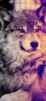 Download and use 10,000+ wolf wallpaper stock photos for free. Wolf Wallpapers Download Hd Background Images Wolf Wallpaper Wolf Background Wolf Pictures