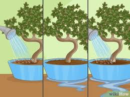 Watering routines, positions in my flat and added bonsai nurturing fluid. Simple Ways To Revive A Bonsai Tree 13 Steps With Pictures