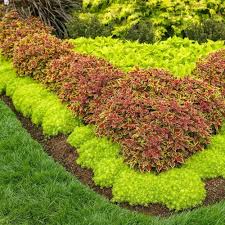 Pin By Becky Schroeder On Plants I Would Like In 2020 Sedum Landscape Plants