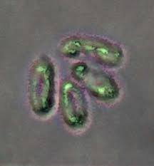 Image result for Merulius incarnatus