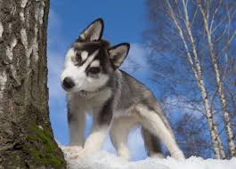 So denken andere nutzer über diesen ort: Husky Erziehung Meinhusky De