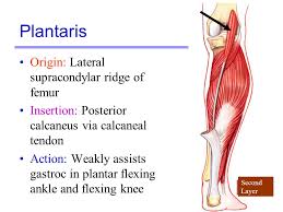 Origins of thigh tendons / muscles of thigh. Plantaris Origin Insertion Action Nerve Supply How To Relief