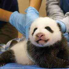 Baby Panda Panda Cam Panda Baby Panda