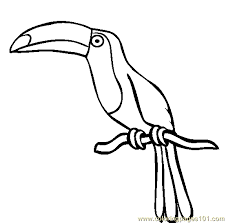 Toucan Http Coloringpages101 Com Printable Page 71196 Birds Toucan Rainforest Animals Bird Coloring Pages Animal Coloring Pages