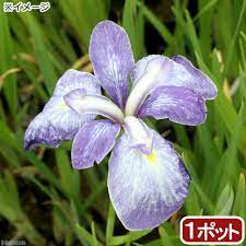 水辺植物 花菖蒲 青柳(アオヤナギ)伊勢系垂咲三英花薄紫(1ポット) | チャーム
