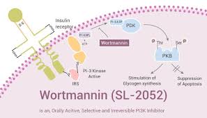 Image result for PIK3CA Inhibitor