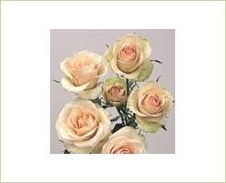 Cream Porcelina Spray Roses Spray Roses Flowers Flower Spray