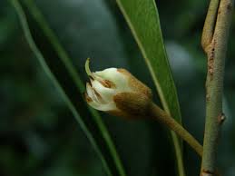 Image result for Vitellariopsis