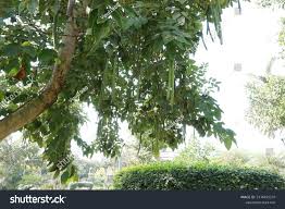Image result for Cassia sieberiana