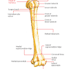 The structure of a long bone: 1