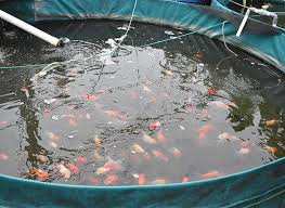 Bioflok Pada Budidaya Mas Koki Andalan Air Tawar Trobos Aqua Com