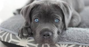 Blue Eyed Cane Corso Puppy Cane Corso Puppies Blue Cane Corso Puppies Grey Pitbull Puppies