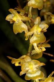 Image result for Rhipidoglossum