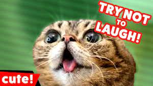Try Not To Laugh At These Funny Cat Videos Of 2016 Weekly Compilation Kyoot Animals Funnypetvideos Funn Funny Cat Videos Funny Animals Funny Animal Videos