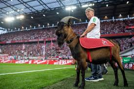 Get the latest fc cologne news, scores, stats, standings, rumors, and more from espn. Coronavirus Lockdown Cologne S Goat Mascot Hennes Ix Barred From Matches By New Hygiene Rules As Bundesliga Resumes