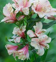 Alstroemeria Peaches And Cream Flower Seedlings Alstroemeria Flower Spike