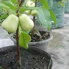 Jambu air madu pun tidak memiliki biji. Jual Azzahra Berkah Bibitku Jambu Air Madu Deli Bibit Tanaman Murah Juni 2021 Blibli