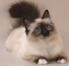 Chat Sacre De Birmanie Chat Sacre De Birmanie Photo Chat Chat Mignon