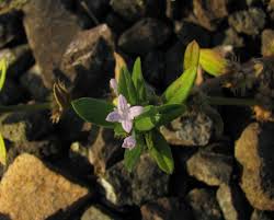 Image result for Spermacoce mauritiana