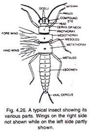 For tutoring please call 856.777.0840 i am a recently retired registered nurse who helps nursing students pass their nclex. Top 24 Types Of Typical Insects With Diagram Animal Kingdom