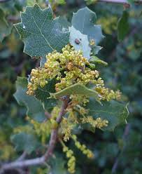 Image result for Quercus sp.