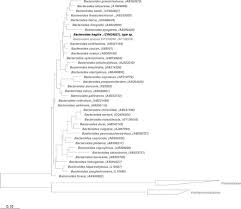 Image result for Bacteroidaceae