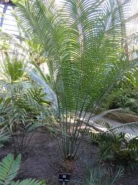 Image result for Cycas thouarsii