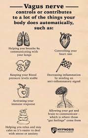What Does The Vagus Nerve Do Discover How To Naturally Stimulate The Communication Superhighway Linking The Conscious Unconscious Vagus Nerve Nerve Nerve Health