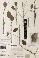 Image result for Acalypha sonderiana