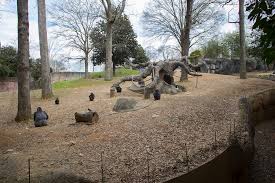 Image result for atlanta zoo primates