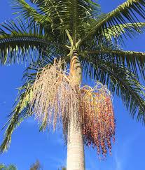 Members of the family arecaceae, palm trees are an ancient and diverse group of trees that bear fruit containing one or multiple seeds. King Palm Santa Barbara Beautiful
