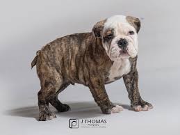 English Bulldog Puppies Petland Topeka