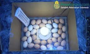 We did not find results for: Cara Membuat Mesin Penetas Telur Dari Kardus Mudah Dan Cepat