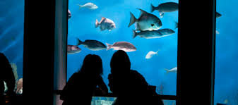 Half Price Friday Nights At The National Aquarium Waterfront
