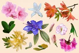 We did not find results for: How To Grow Azaleas The Washington Post