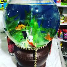 Kendinden Isikli Kendinden Motorlu Fanus Akkent Okyanus Petshop Facebook