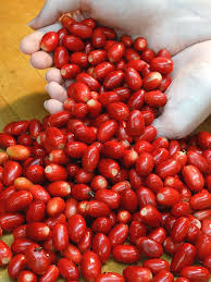 Image result for Synsepalum