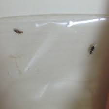 little bugs on my windowsill and sink