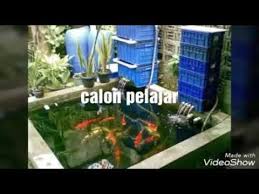 Membuar Kolam Ikan Di Lahan Yg Sempit Minimalis