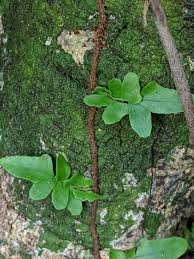 Image result for Arthropteris palisotii
