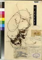 Image result for Cuscuta kilimanjari