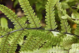 Image result for Pneumatopteris